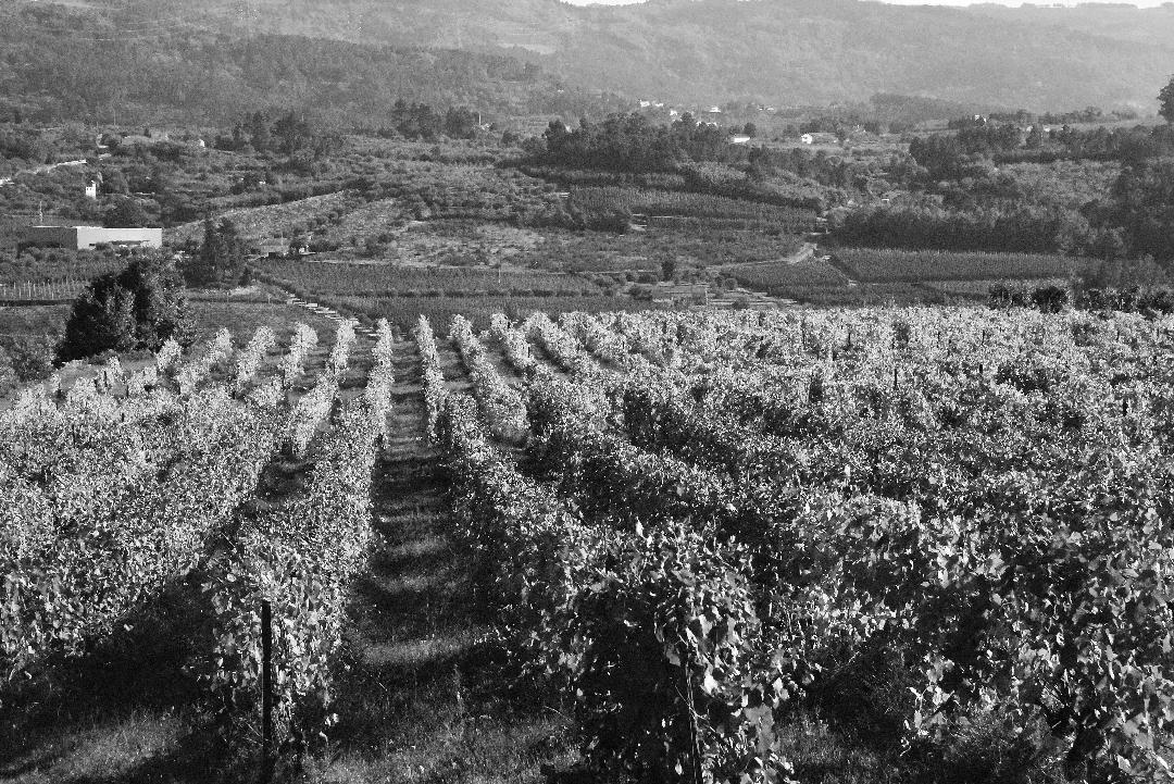 The Countessa Valley - Harold Mousley